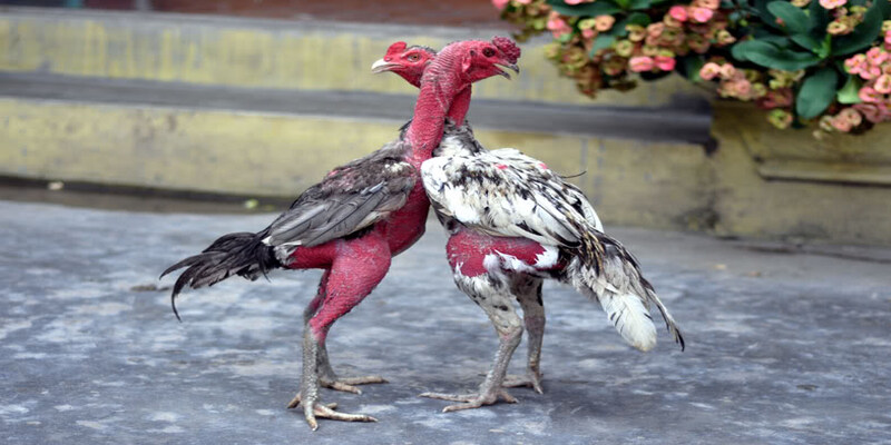 Bí kíp chơi đá gà từ cao thủ trong ngành