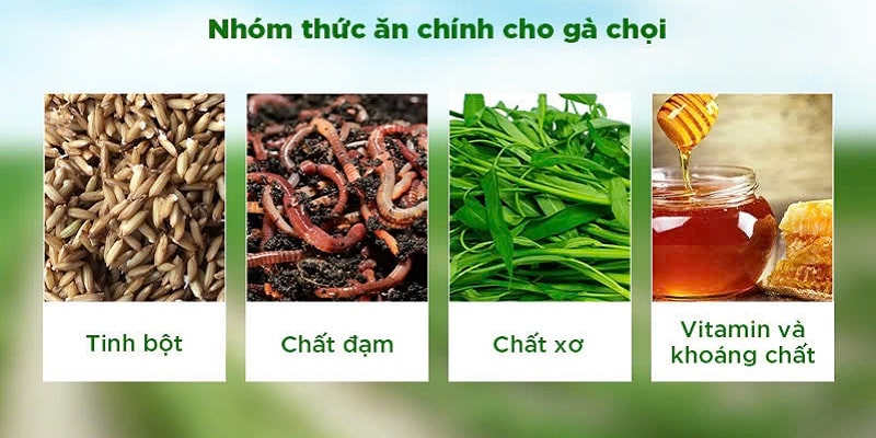 Chăm sóc gà bằng dinh dưỡng