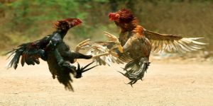 Mẹo Chọn Gà Đá - Bí Kíp Chọn Kê Cực Chuẩn Từ Chuyên Gia